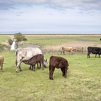 Buy canvas prints of The Norfolk Marshes by Jim Key