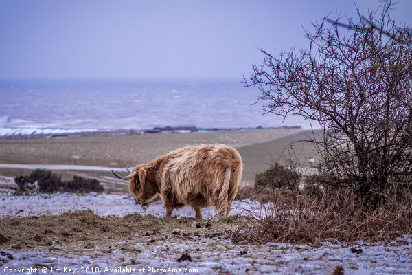 Highland Cow  Snow Picture Board by Jim Key