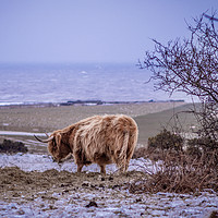 Buy canvas prints of Highland Cow  Snow by Jim Key