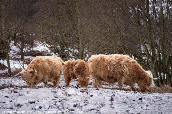 Highland Cows Snow Picture Board by Jim Key