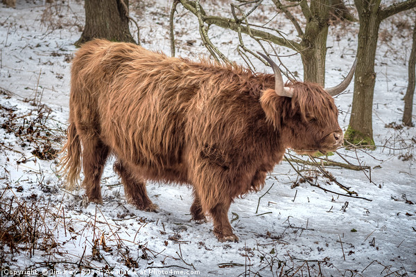 Highland Cow  Snow Picture Board by Jim Key