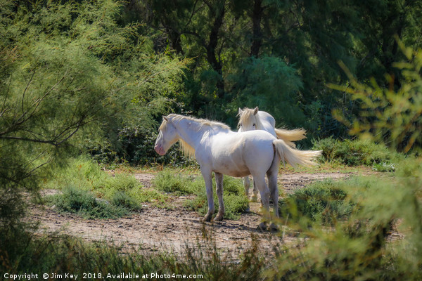 Camargue White Horses Picture Board by Jim Key