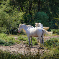 Buy canvas prints of Camargue White Horses by Jim Key