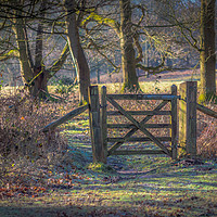 Buy canvas prints of A Gate in the Wood by Jim Key