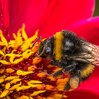 Buy canvas prints of Pollen Gatherer Macro by Jim Key