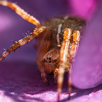 Buy canvas prints of Tiny Spider Macro by Jim Key