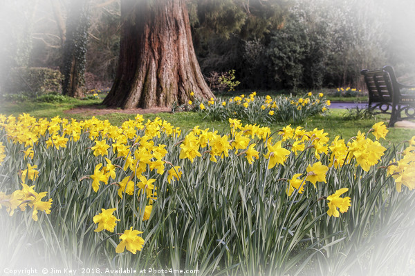 Daffodils and a Park Bench Picture Board by Jim Key