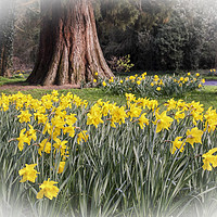 Buy canvas prints of Daffodils and a Park Bench by Jim Key