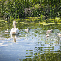 Buy canvas prints of Swan with Cygnets  by Jim Key
