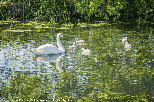 Swans with Cygnets (2) Picture Board by Jim Key