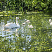 Buy canvas prints of Swans with Cygnets (2) by Jim Key