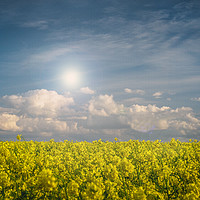 Buy canvas prints of Blue Sky and Yellow Flowers on a Sunny Day  by Jim Key