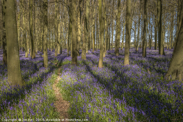 Walk through the Bluebells Picture Board by Jim Key