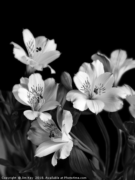 White Lily Black and White  Picture Board by Jim Key