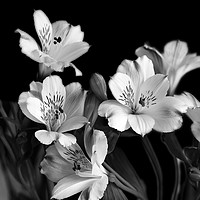 Buy canvas prints of White Lily Black and White  by Jim Key