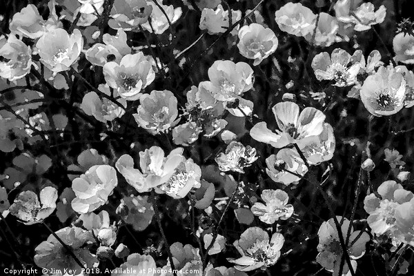 Buttercups in Black and White Picture Board by Jim Key