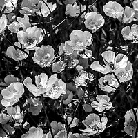 Buy canvas prints of Buttercups in Black and White by Jim Key