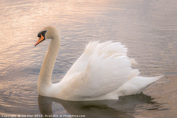 White Swan at Sunset   Picture Board by Jim Key