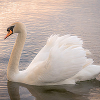 Buy canvas prints of White Swan at Sunset   by Jim Key