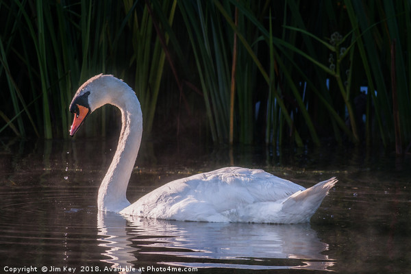 White Swan Feeding at Sunrise Picture Board by Jim Key