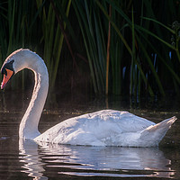 Buy canvas prints of White Swan Feeding at Sunrise by Jim Key