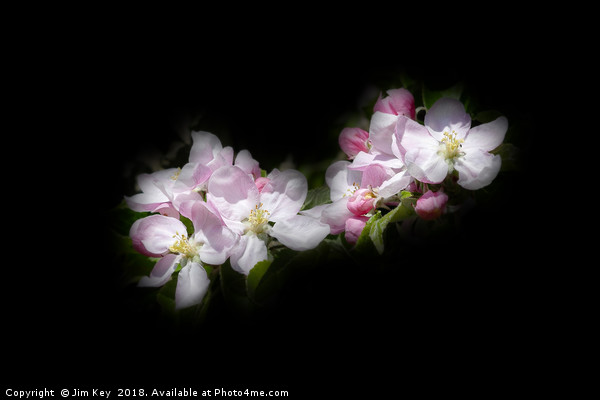 Apple Blossom on Black Canvas Picture Board by Jim Key