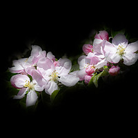 Buy canvas prints of Apple Blossom on Black Canvas by Jim Key