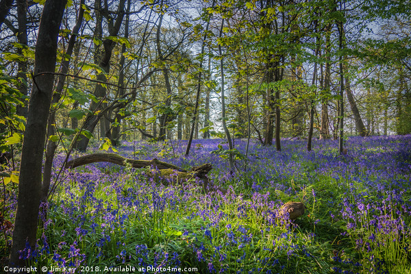 Bluebell Wood Picture Board by Jim Key