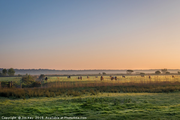 Sunrise on a herd of Belties Picture Board by Jim Key