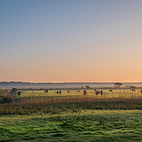 Buy canvas prints of Sunrise on a herd of Belties by Jim Key