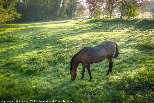 Dappled Sunlight and a Horse Grazing Picture Board by Jim Key