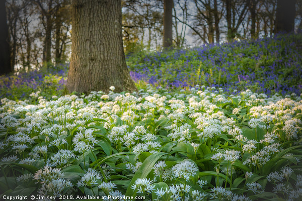Wild Garlic in a Bluebell Wood Norfolk Picture Board by Jim Key