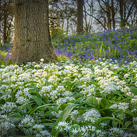 Buy canvas prints of Wild Garlic in a Bluebell Wood Norfolk by Jim Key