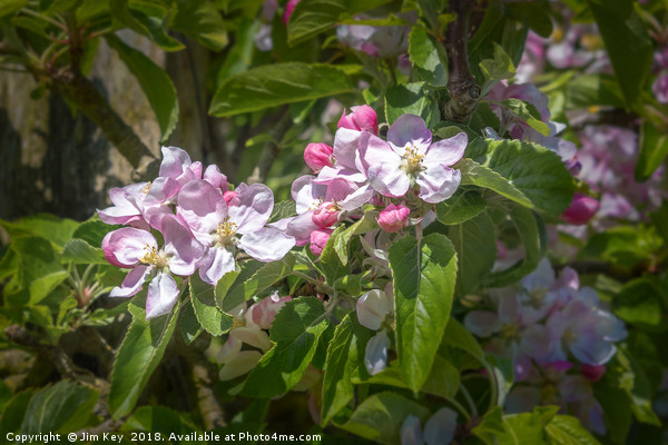 Apple Blossom in May Picture Board by Jim Key