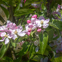 Buy canvas prints of Apple Blossom in May by Jim Key