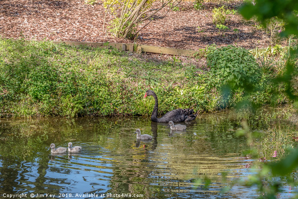 A Black Swan with Four Cygnets Picture Board by Jim Key