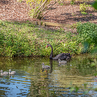 Buy canvas prints of A Black Swan with Four Cygnets by Jim Key