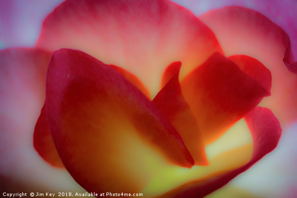 Close up of a Begonia in Abstract Picture Board by Jim Key
