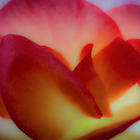 Buy canvas prints of Close up of a Begonia in Abstract by Jim Key