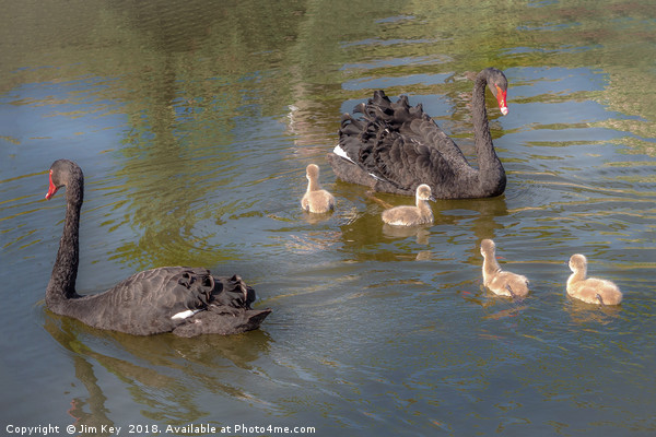 A pair of Black Swan with Four Cygnets Picture Board by Jim Key