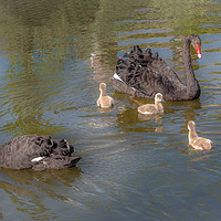 Buy canvas prints of A pair of Black Swan with Four Cygnets by Jim Key