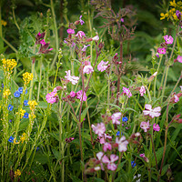 Buy canvas prints of Wildflowers by the Roadside by Jim Key