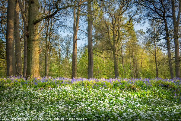 Wild Garlic in a Bluebell Wood Picture Board by Jim Key