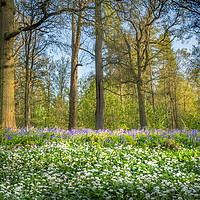 Buy canvas prints of Wild Garlic in a Bluebell Wood by Jim Key