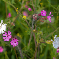 Buy canvas prints of Wildflowers by the Roadside  (2) by Jim Key