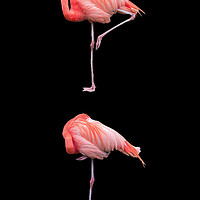 Buy canvas prints of Flamingos on Black (Portrait) by Jim Key