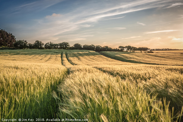 Field of Barley Kelling Norfolk Picture Board by Jim Key