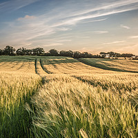 Buy canvas prints of Field of Barley Kelling Norfolk by Jim Key