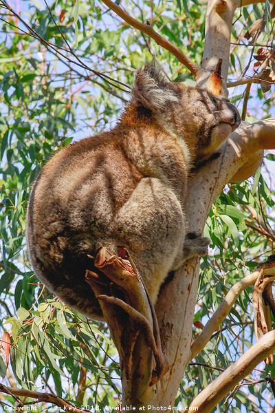Koala Bear Kennet River Australia Picture Board by Jim Key