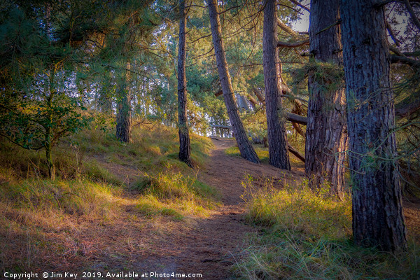 A Serene Walk Through Norfolks Pine Woods Picture Board by Jim Key